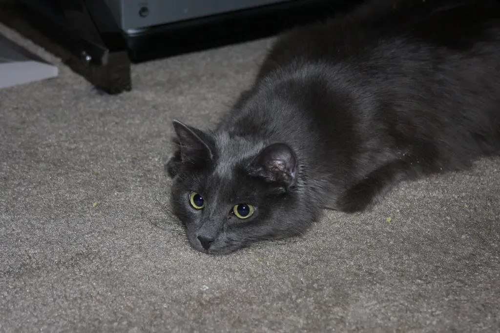 6. They Perform Undercover Disappearing Acts (Pargon, Flickr, CC BY 2.0)