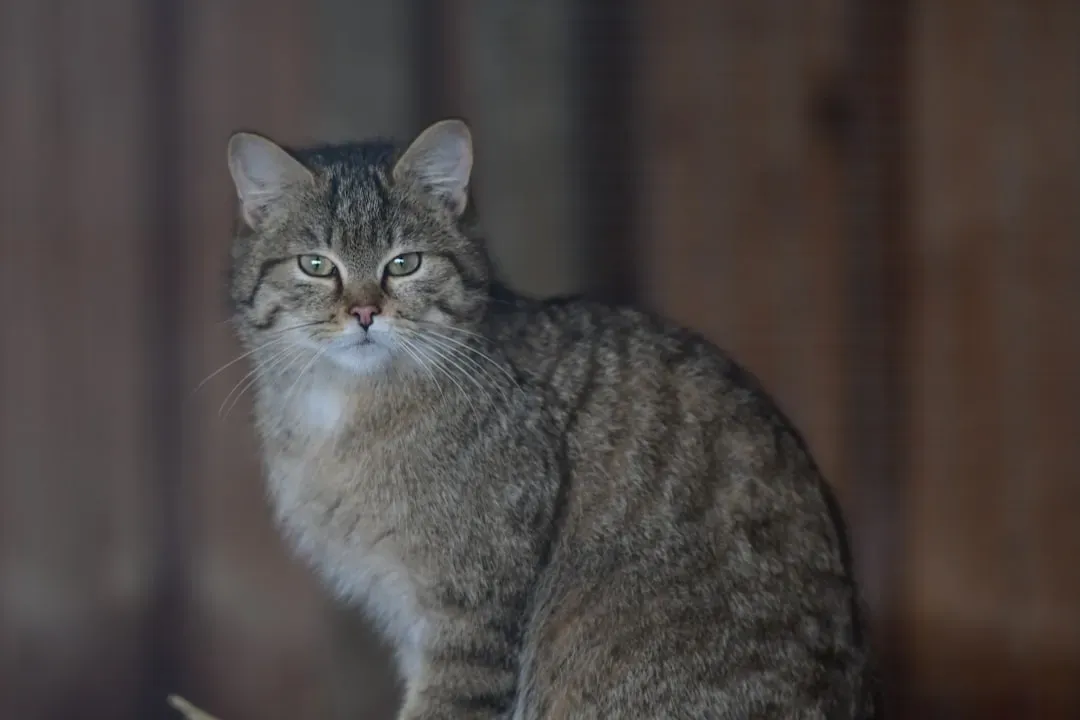 The Wild Origins of This Behavior (Image Credits: Unsplash)