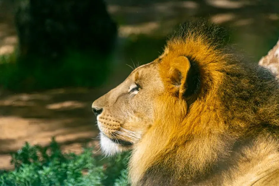 Misconception #5: Lions Are Strictly Nocturnal (Image Credits: Pexels)