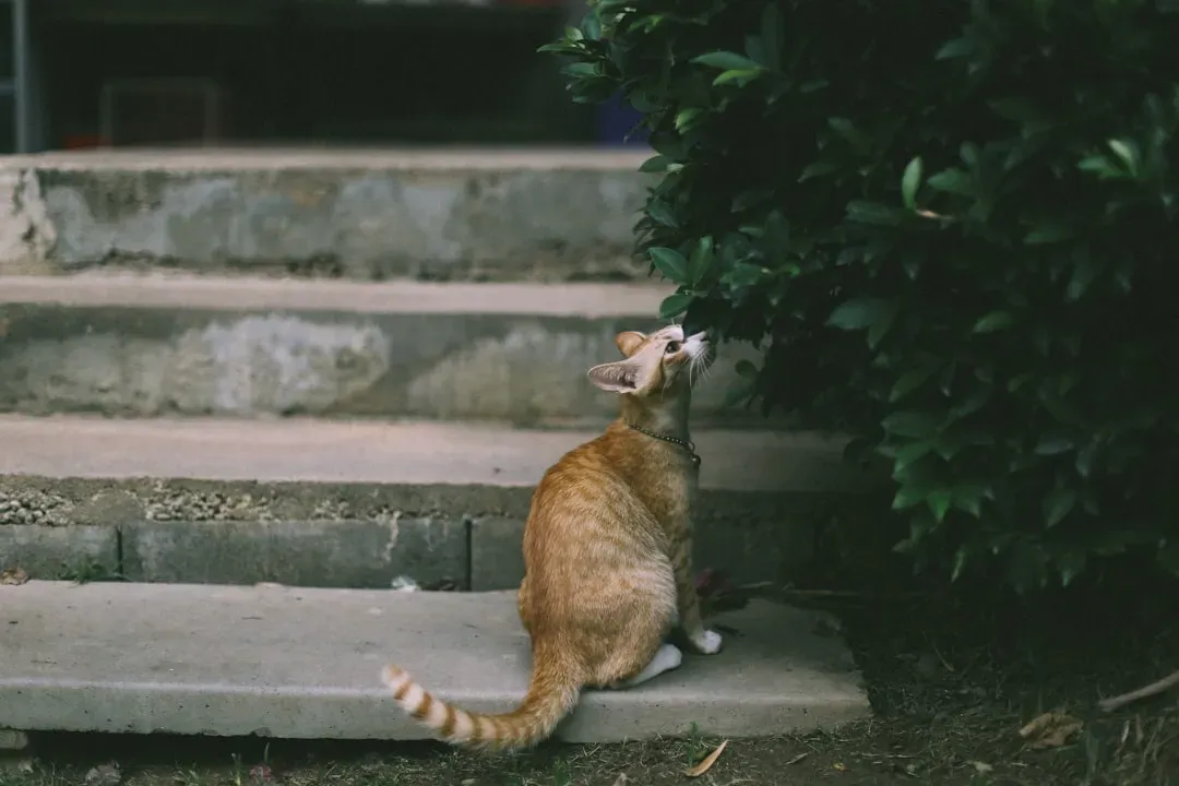 #12 - Ramps, Steps, and Zero Jumping Required (Image Credits: Unsplash)
