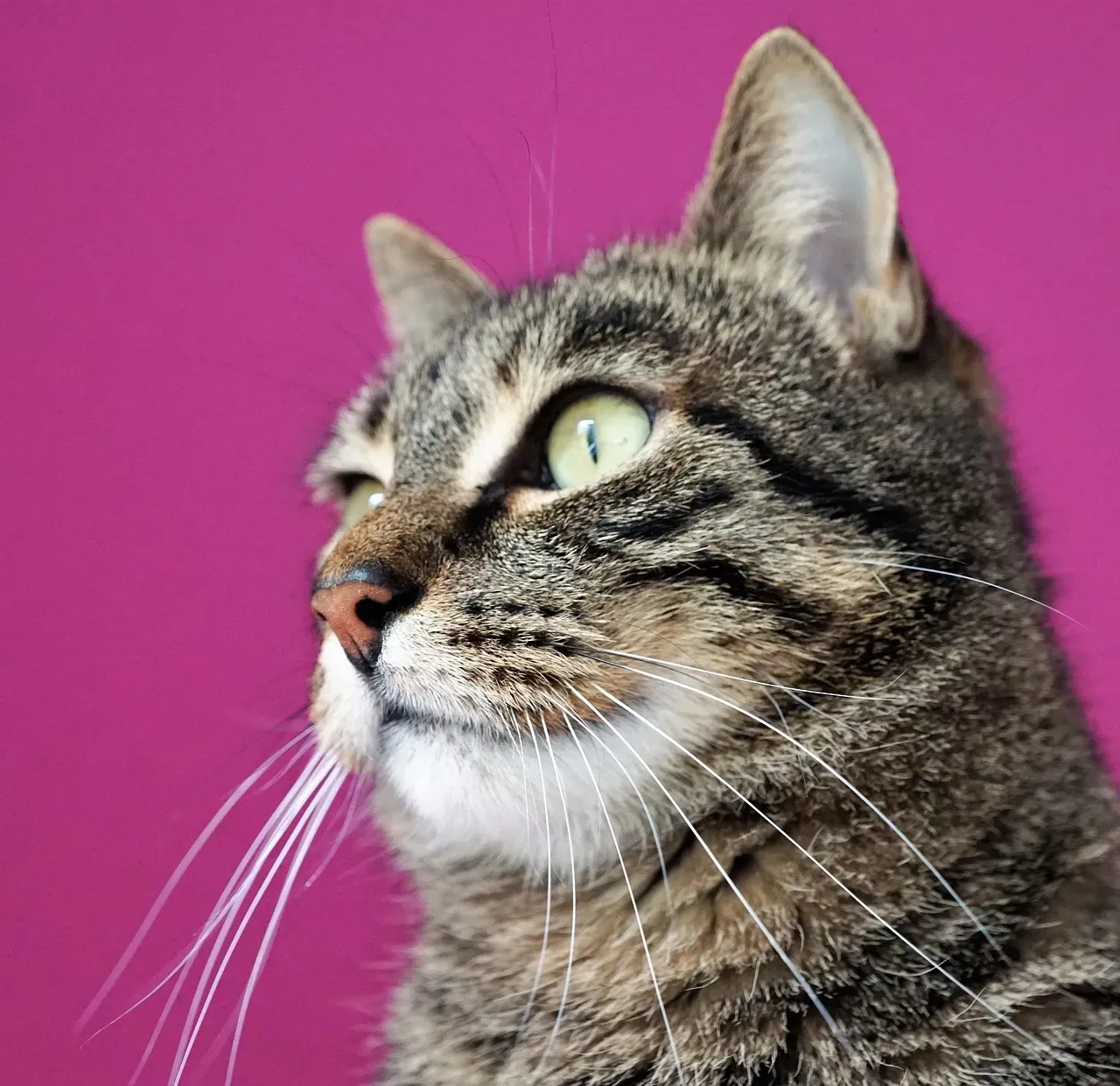 Stress and Anxiety Can Manifest in Strange Ways (Image Credits: Pixabay)