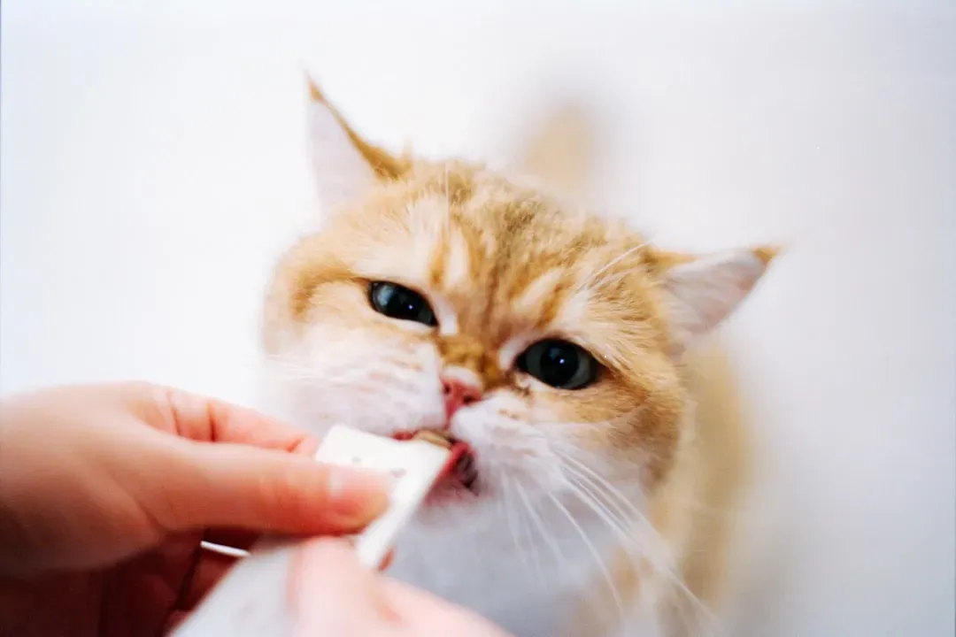 Hand Feed Meals Instead of Free Feeding (Image Credits: Unsplash)