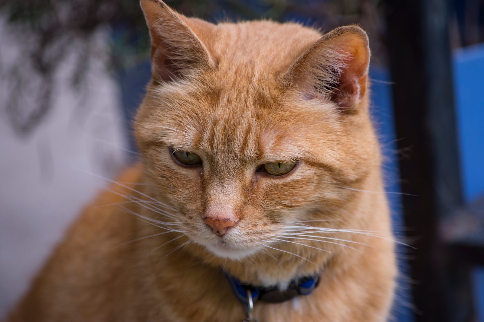 Conclusion (Image Credits: Wikimedia)