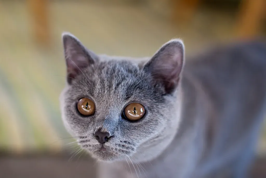 British Shorthair: The Reserved Homebody (Image Credits: Flickr)
