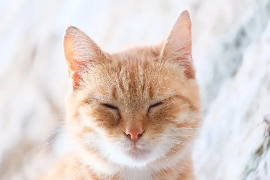 #1 - The Slow Blink That Means "I Trust You" (Image Credits: Pexels)