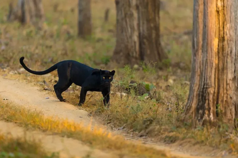 What “Panthera” Actually Means in Science (Image Credits: Pexels)