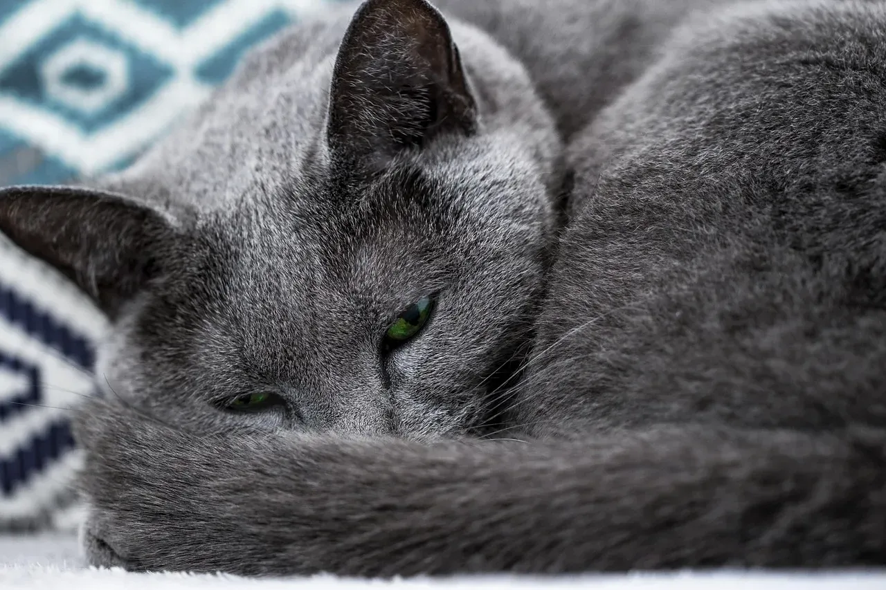 Russian Blue: The Reserved Cuddler (Image Credits: Pixabay)