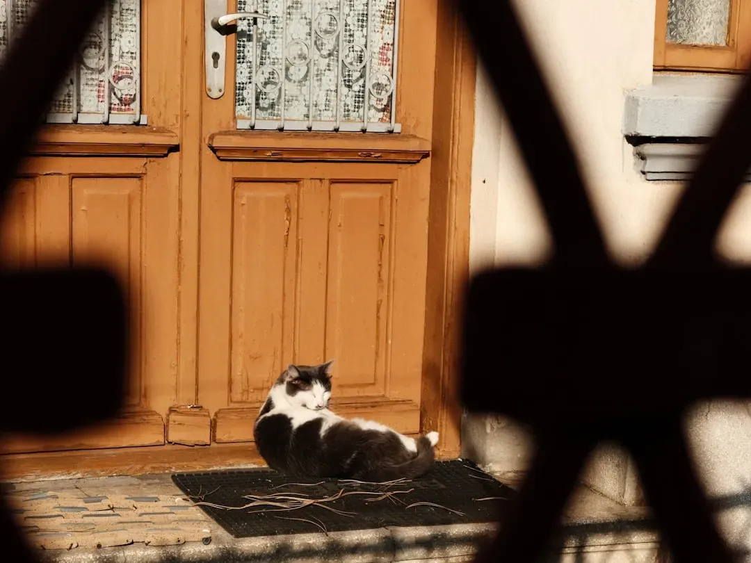 Mental Enrichment Disguised as Lounging (Image Credits: Unsplash)