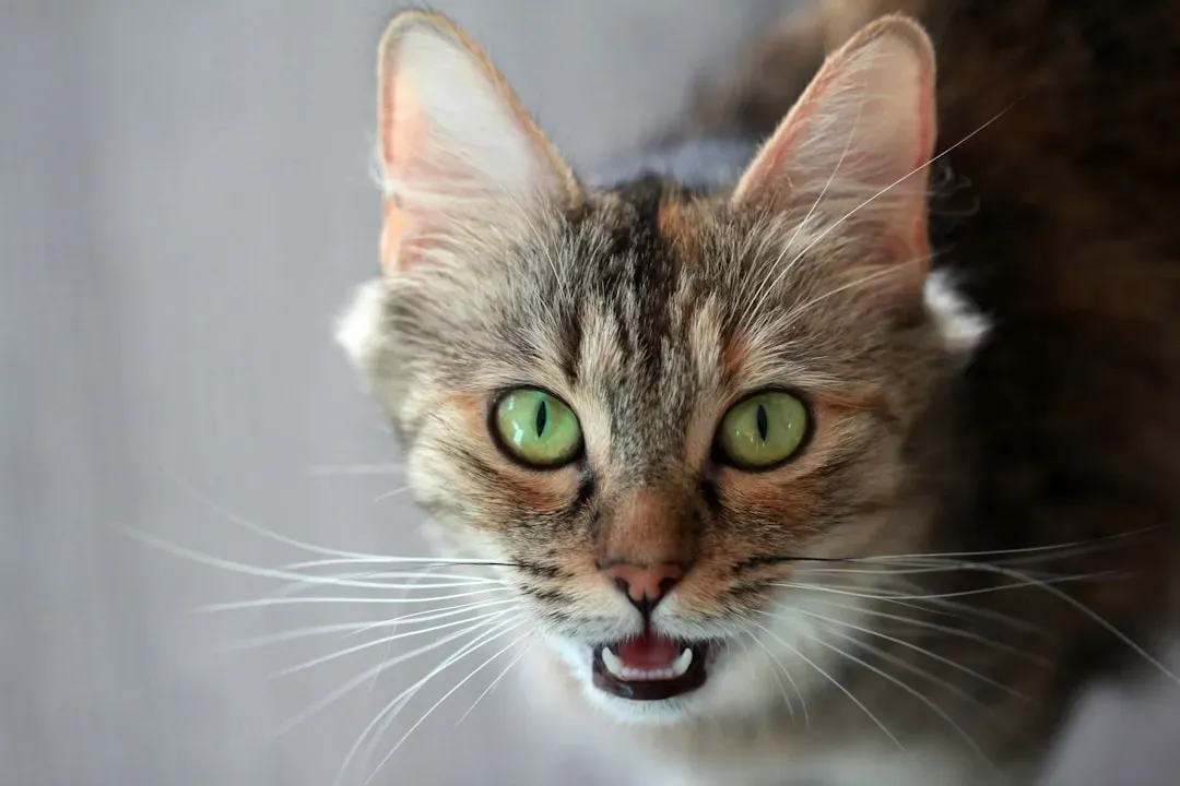 Vocalizations Beyond the Purr - Chirps, Trills, and Tiny Conversations (Image Credits: Unsplash)