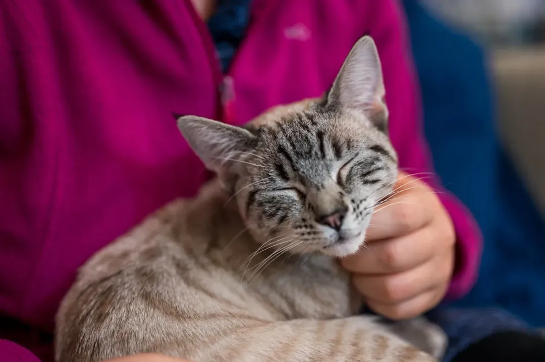 The Healing Frequency: Why Your Cat's Purr Is Therapeutic for You Too (Image Credits: Unsplash)