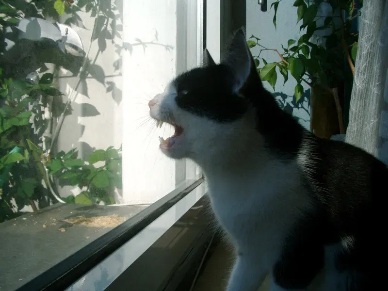 7. Chattering at Birds Through the Window - Primal Frustration in Action (Tobias Klüpfel, Flickr, CC BY 2.0)