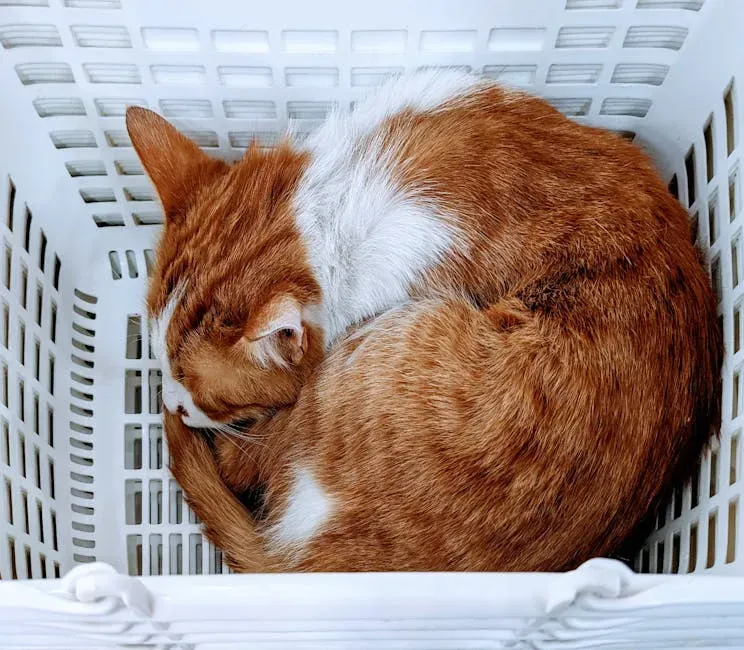 2. Inside the Laundry Basket (Image Credits: Pexels)
