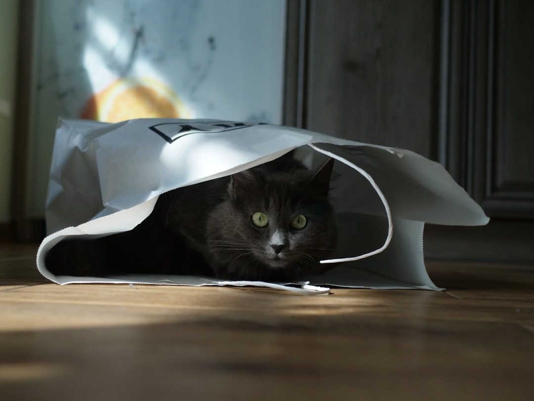 Paper Bags Offer Endless Entertainment Possibilities (Image Credits: Unsplash)