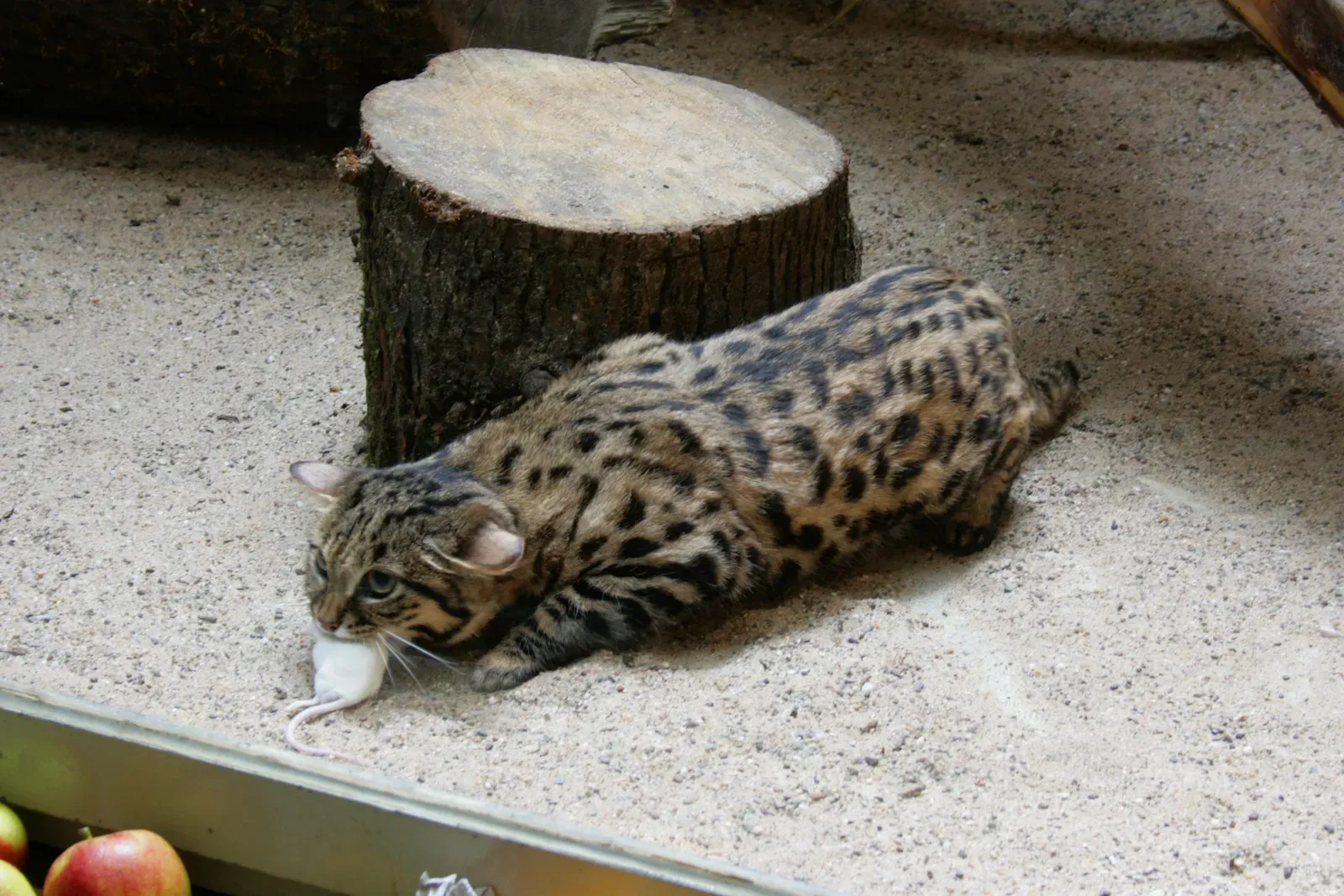 Conclusion: Rethinking What a “Real” Predator Looks Like (By Frank Vincentz, CC BY-SA 3.0)