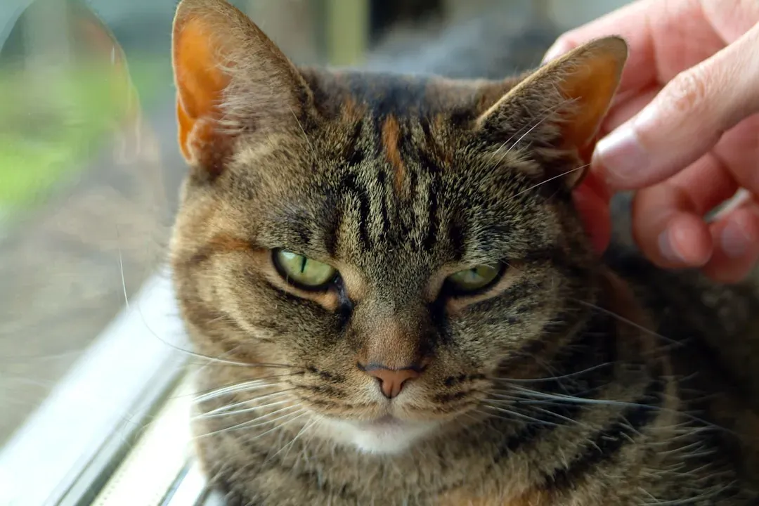 4. Getting “Grumpy” About Being Picked Up or Touched (Image Credits: Unsplash)