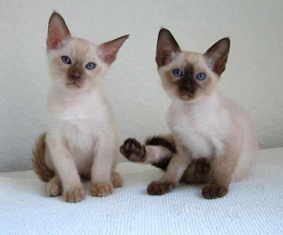 Tonkinese Cats: The Emotional Intelligence Masters (Image Credits: Wikimedia)