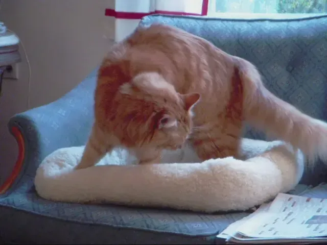 #3 They knead you or your belongings like a kitten again (New Bed
Uploaded by Jacopo Werther, CC BY 2.0)