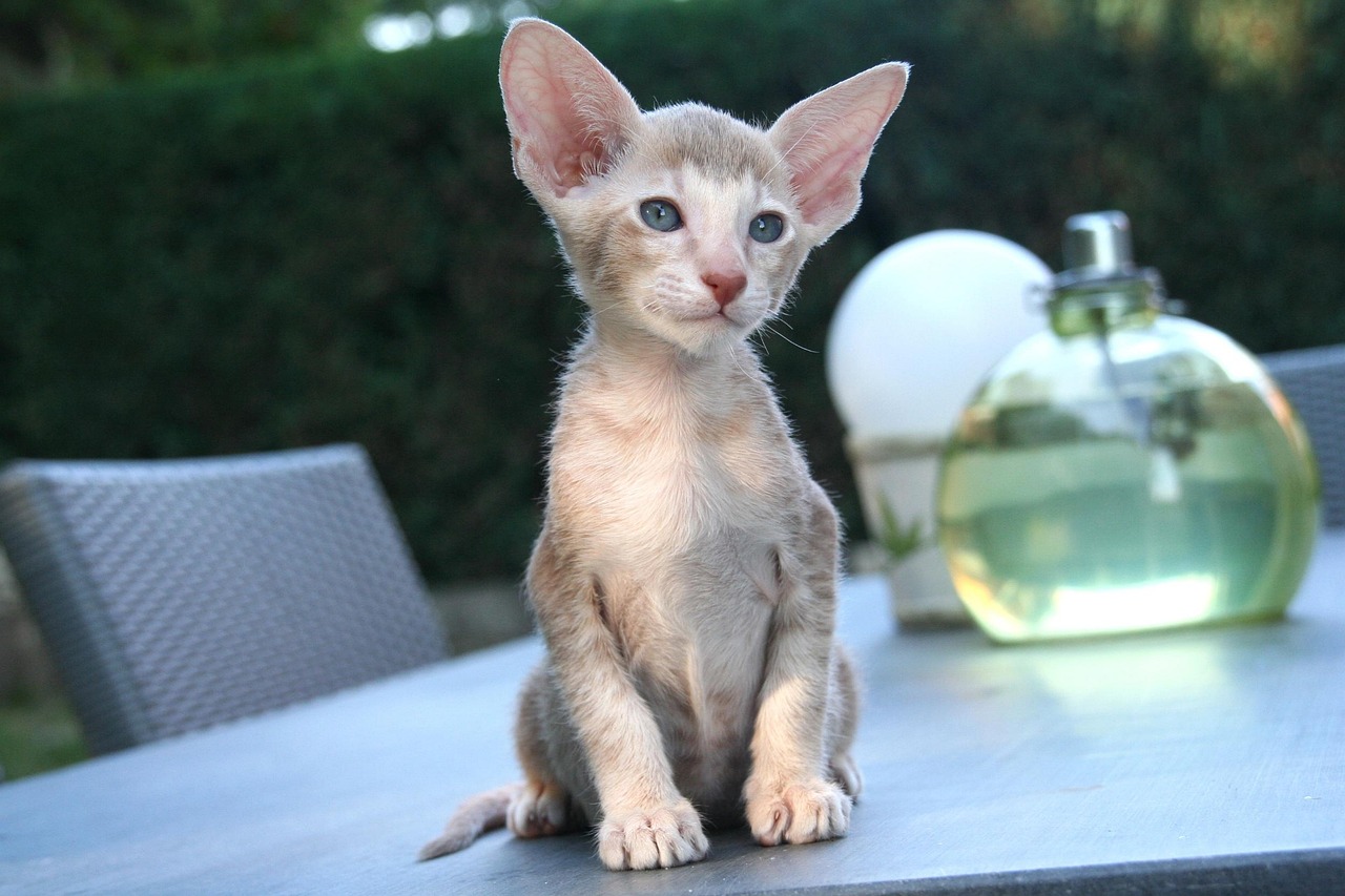Oriental Shorthair Kittens: The Talkative Entertainers (Image Credits: Pixabay)