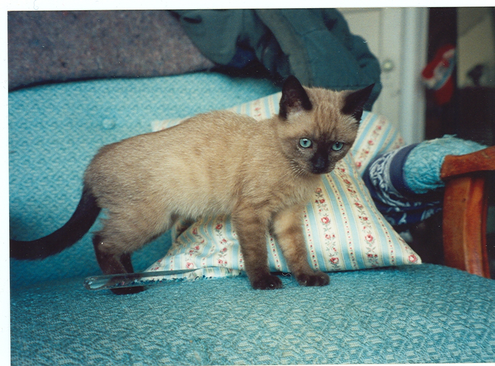 Tonkinese - The Social Butterfly Supreme (Image Credits: Wikimedia)