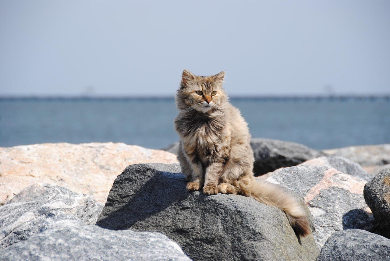 Former Stray or Feral Cats (Image Credits: Pixabay)