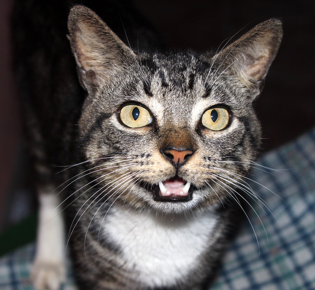 Scorpio: The Intense Intuitive Readers (Image Credits: Flickr)