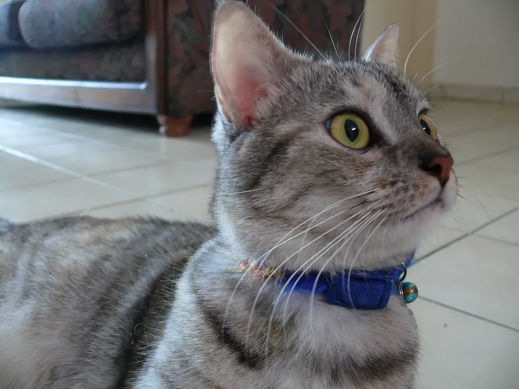 They Alert You to Intruders and Unusual Activity (Image Credits: Flickr)