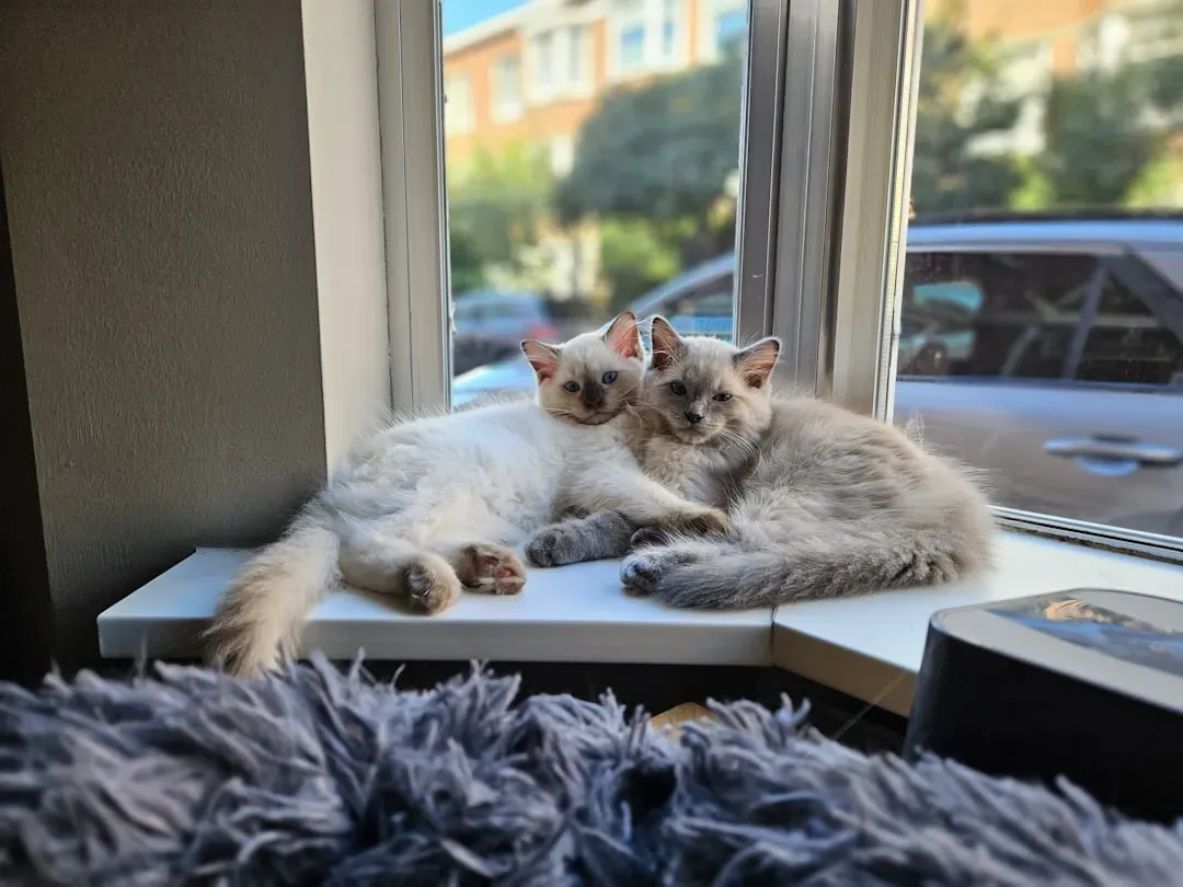 2. Ragdoll: The Relaxed Lap Cat (Image Credits: Unsplash)