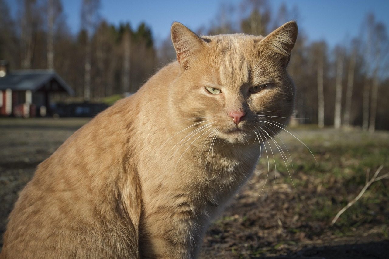 They Follow You Everywhere (Yes, Even the Bathroom) (Image Credits: Pixabay)