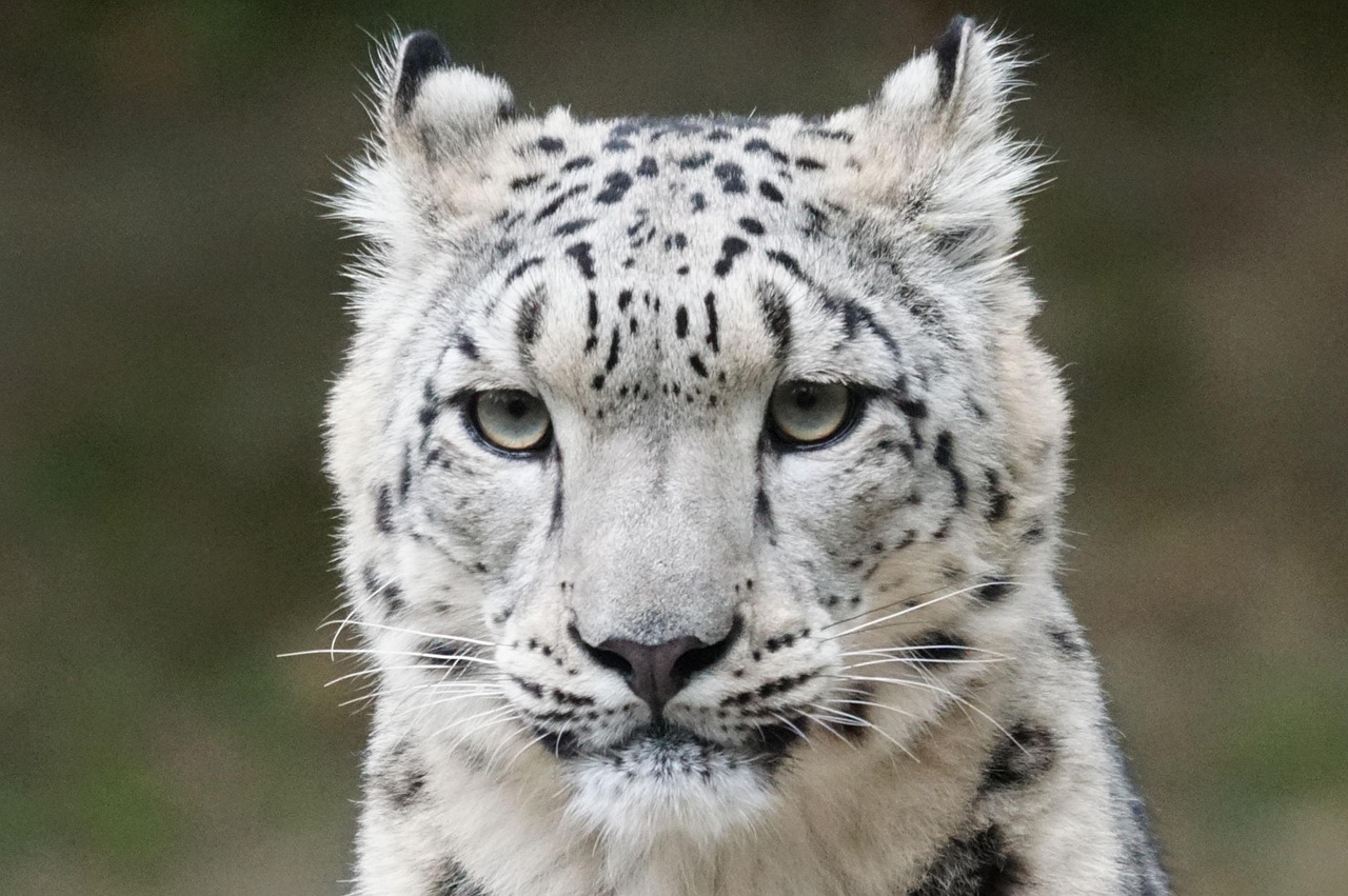 Virgo: The Precise Snow Leopard (Image Credits: Pixabay)