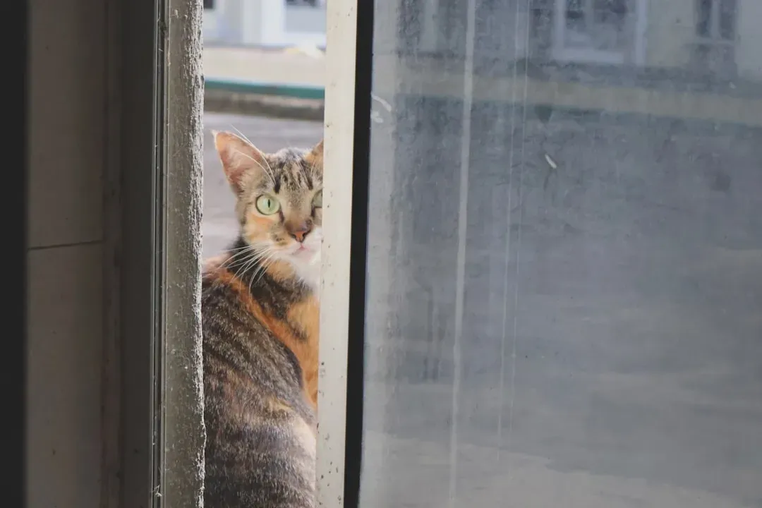 It's Actually a Strategic Security System (Image Credits: Unsplash)