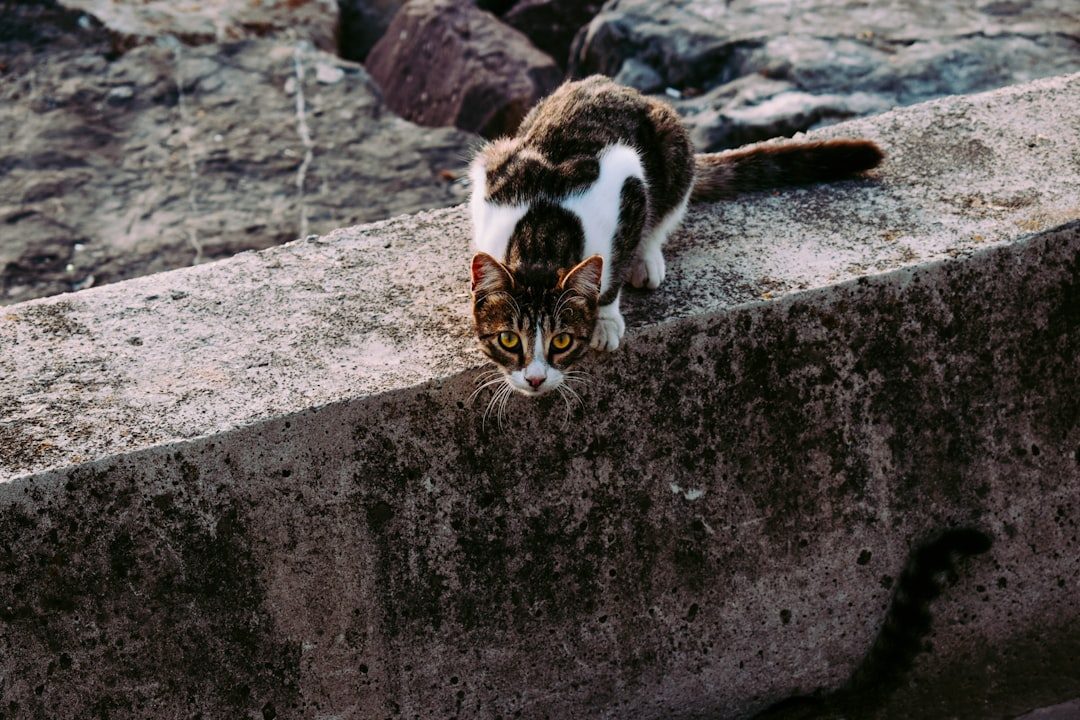 Territorial Marking and Environmental Control (Image Credits: Unsplash)