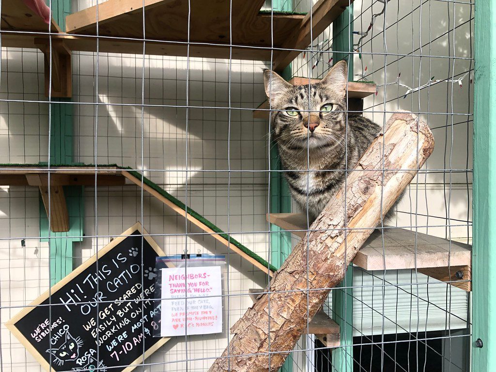 The Magic of Catios: Your Cat's Personal Outdoor Room (Image Credits: Flickr)