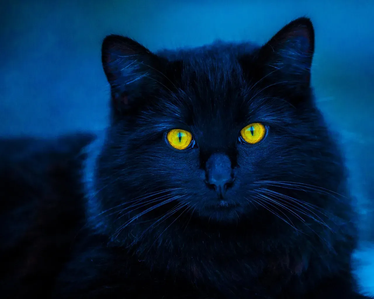 They Have Exceptional Night Vision (Image Credits: Pixabay)