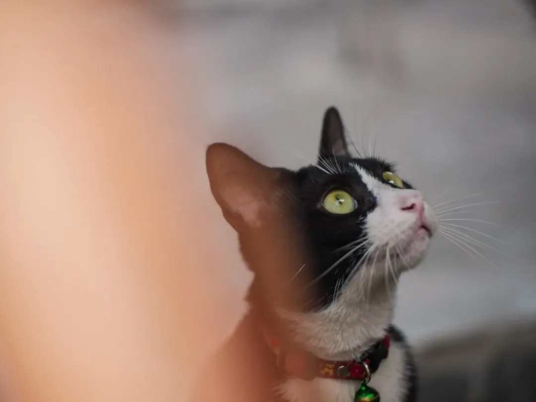 Your Cat Is Secretly Reading Your Body Language All Day (Image Credits: Unsplash)