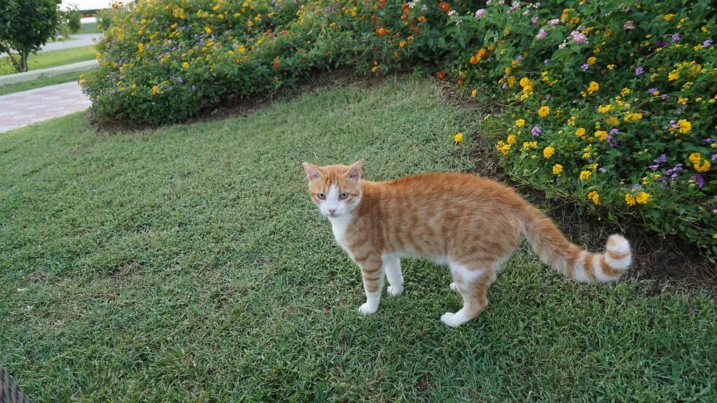 Carbon Dioxide from Breathing Animals and Decomposing Organic Matter (Image Credits: Flickr)