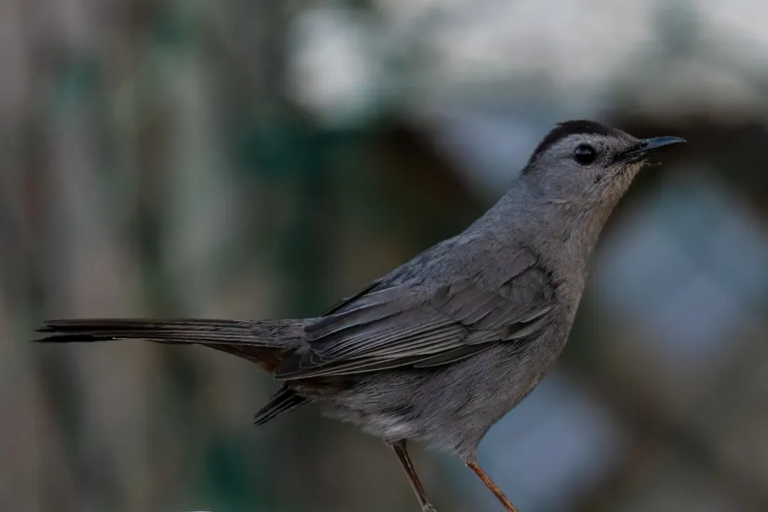 Birds Chirping and Small Animal Noises (Image Credits: Unsplash)