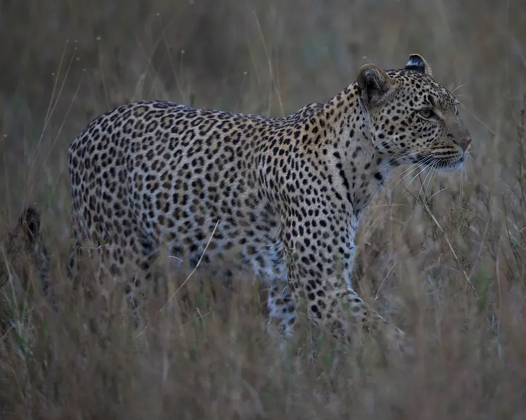 #4 Neighboring leopards seem to remember each other's boundaries too (Lip Kee, Flickr, CC BY-SA 2.0)