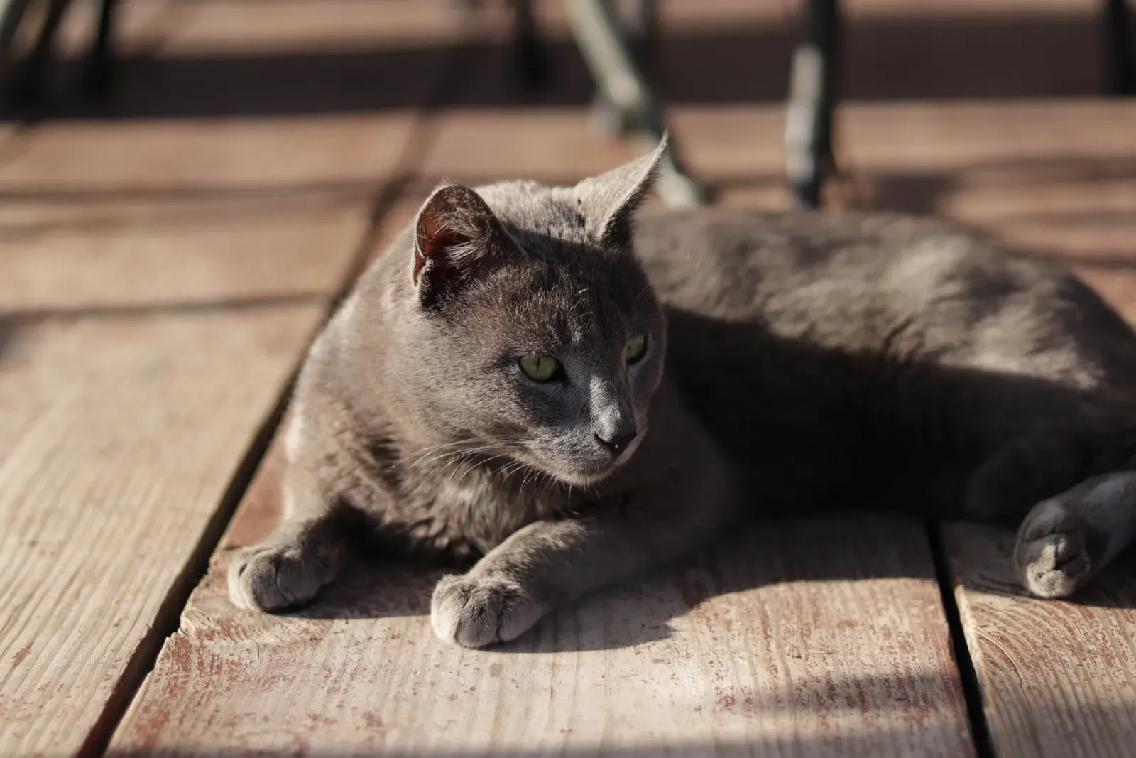 Russian Blue: The Elegant Loner (Image Credits: Wikimedia)