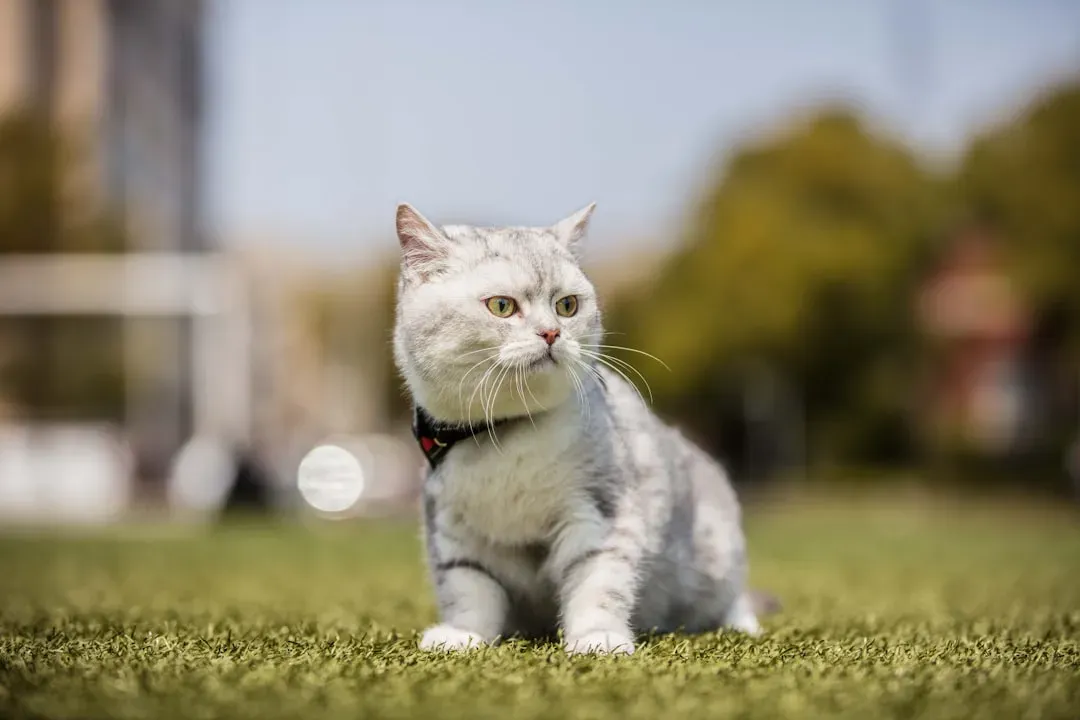 Myth 2: Older Cats Don't Want to Play Anymore (Image Credits: Unsplash)