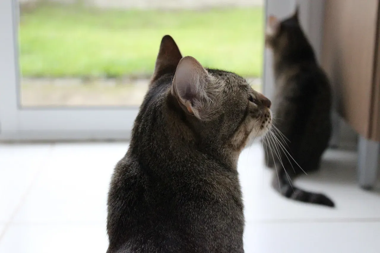 The Ultimate Sign of Trust (Image Credits: Pixabay)