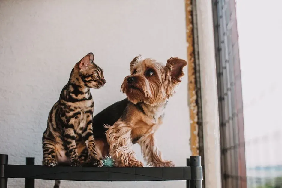 #5 There's a new pet, baby, or person in the house (Image Credits: Pexels)