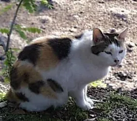 Japanese Bobtail: The Historic Hunter (Image Credits: Wikimedia)