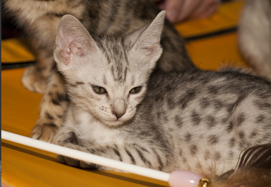 Ocicat Cats (Image Credits: Flickr)