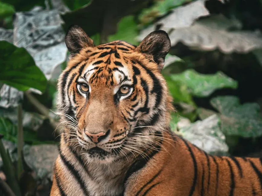 Even Big Cats Cannot Resist a Good Box (Image Credits: Pexels)