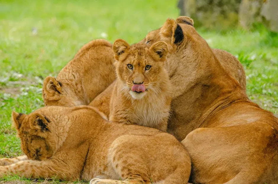 Communal Cub Nursing Is a Real Strategy, Not Just Coincidence (Image Credits: Pexels)
