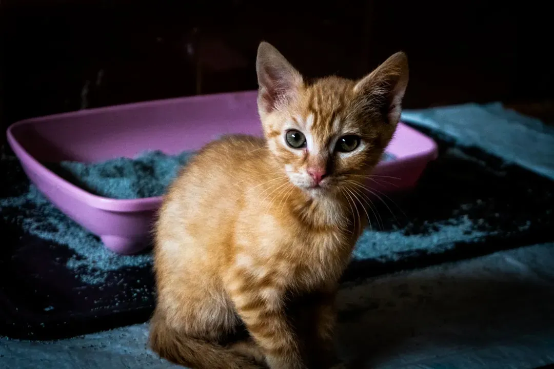 When Kittens Start Learning and Who Teaches Them (Image Credits: Unsplash)