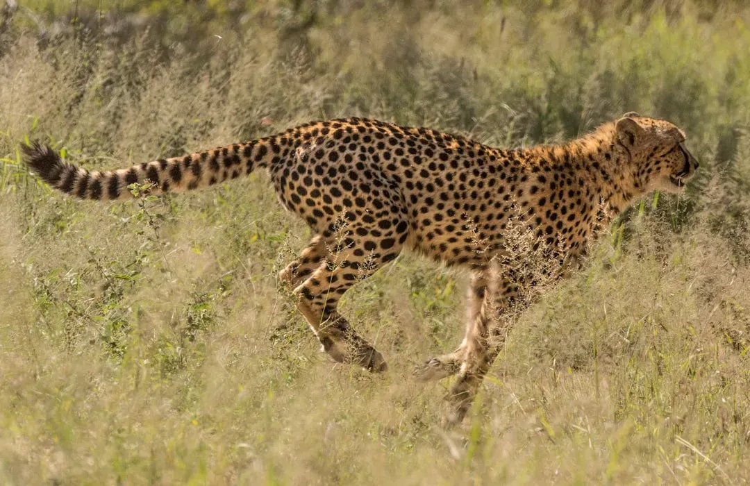 2. Cheetah – A High-Speed Specialist That Acts More Like a Pack Hunter (Image Credits: Unsplash)