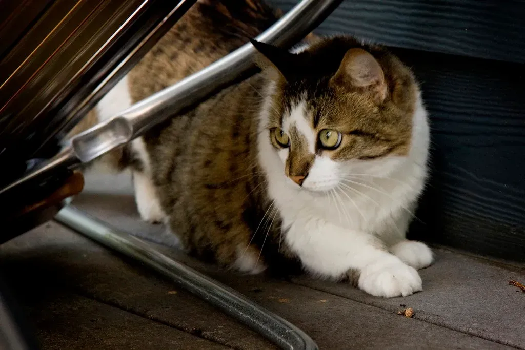 The Predatory Pause: Where Hunting Meets Meditation (Image Credits: Flickr)