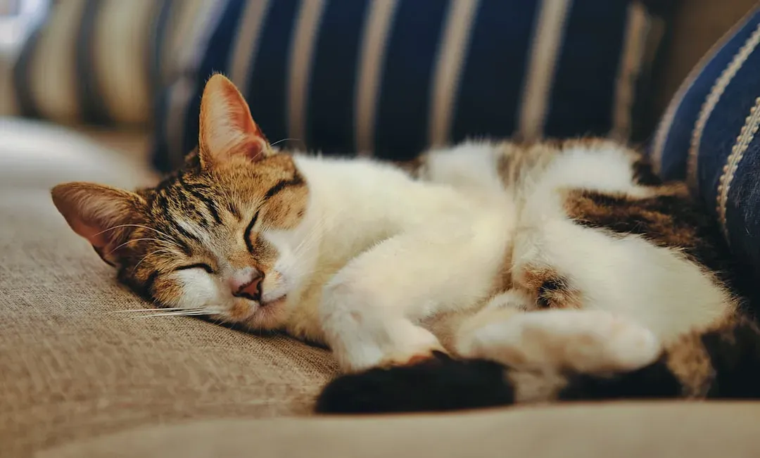 When Napping Spots Change: What a Shift in Routine Reveals (Image Credits: Unsplash)