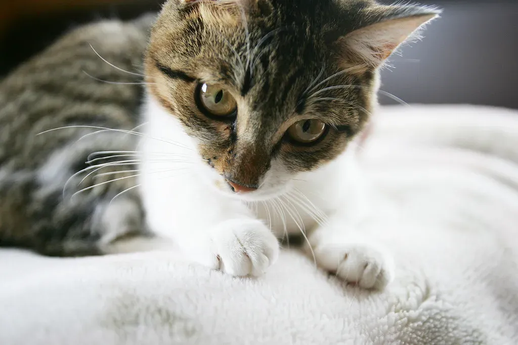 Can Laser Pointers Actually Cause Problems? (Image Credits: Flickr)